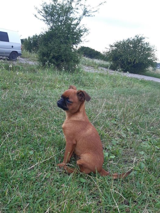 Підрощені хлопчик і дівчинка брабансон, грифон