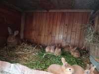 Młode króliki burgundzkie