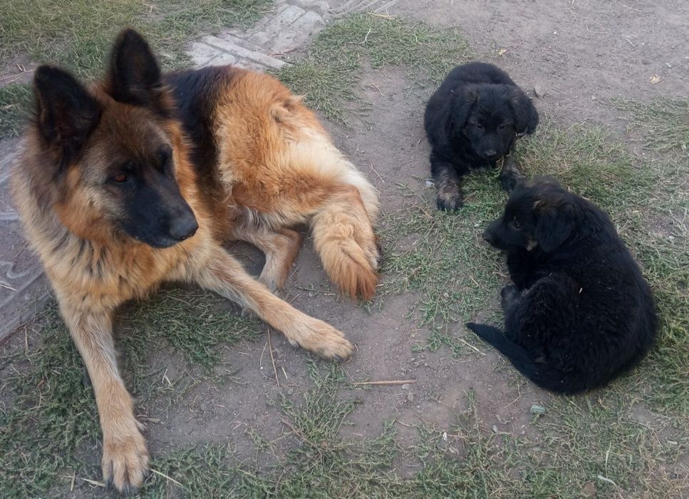 Цуценята німецької вівчарки