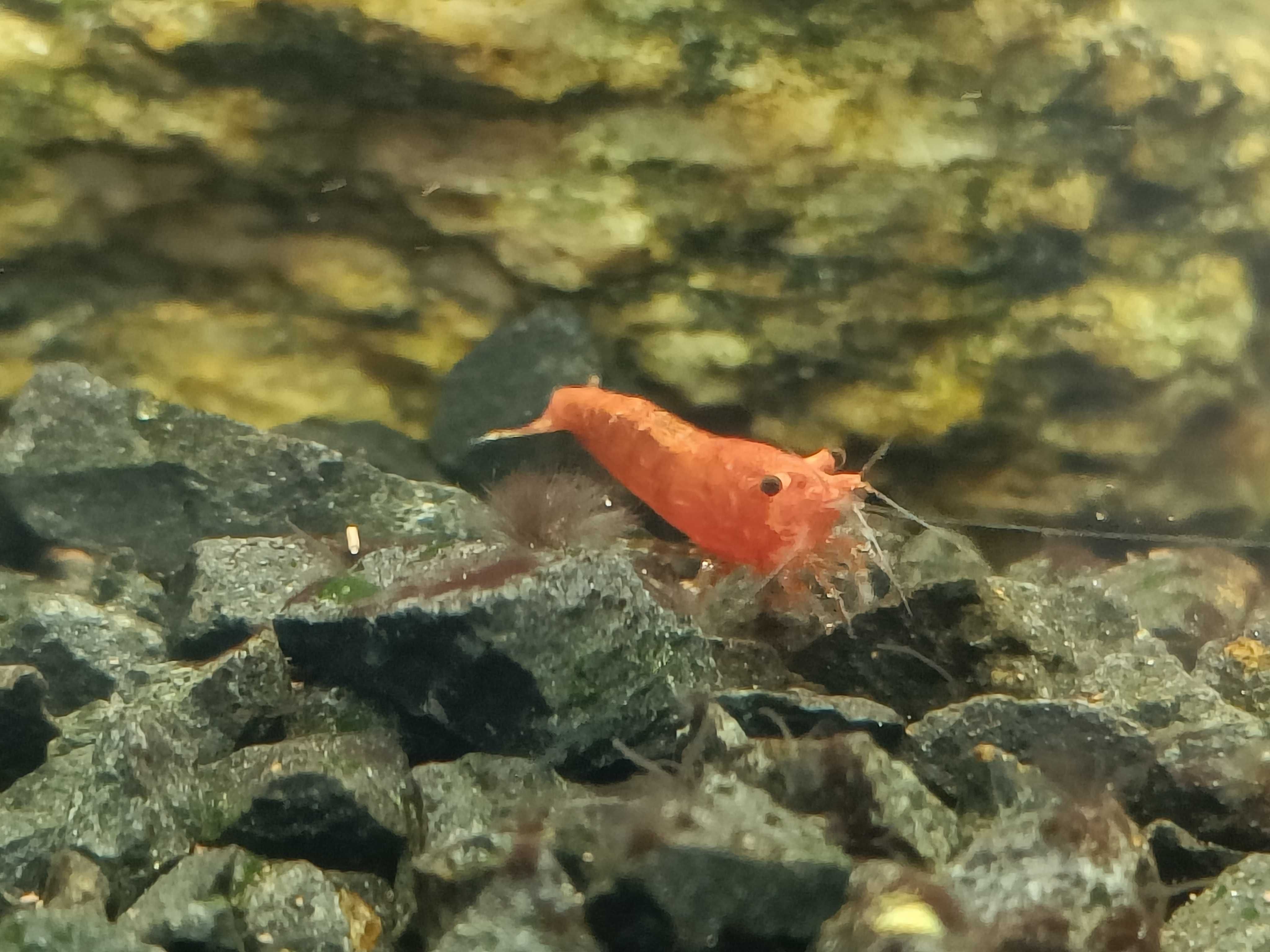 Krewetki Neocaridina Red Cherry słodkowodne akwarium