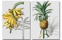 Banan i ananas, plakaty botaniczne duże 50x70 cm (komplet)
