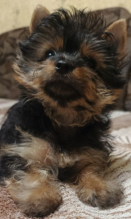 Йоркширський тер'єр. Міні Йорк. Йорк дівчинка