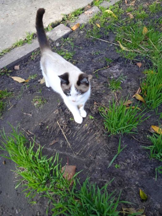 Дачні котики віддаються безкоштовно  в добрі ручки.