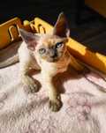 Koteczka Devon Rex ZANDAJA Sali Cat*PL