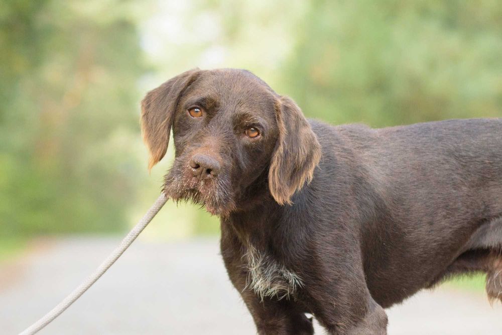 Racuch - cudowny pies w typie wyżła szuka domu