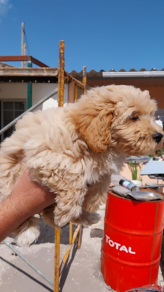 Maltipoo (bichon maltês × caniche)