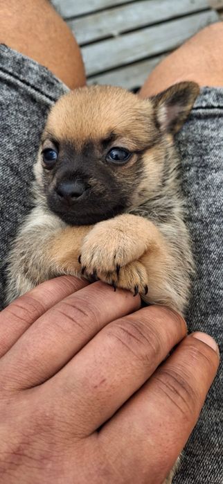 Chihuahua piesek sobolowy
