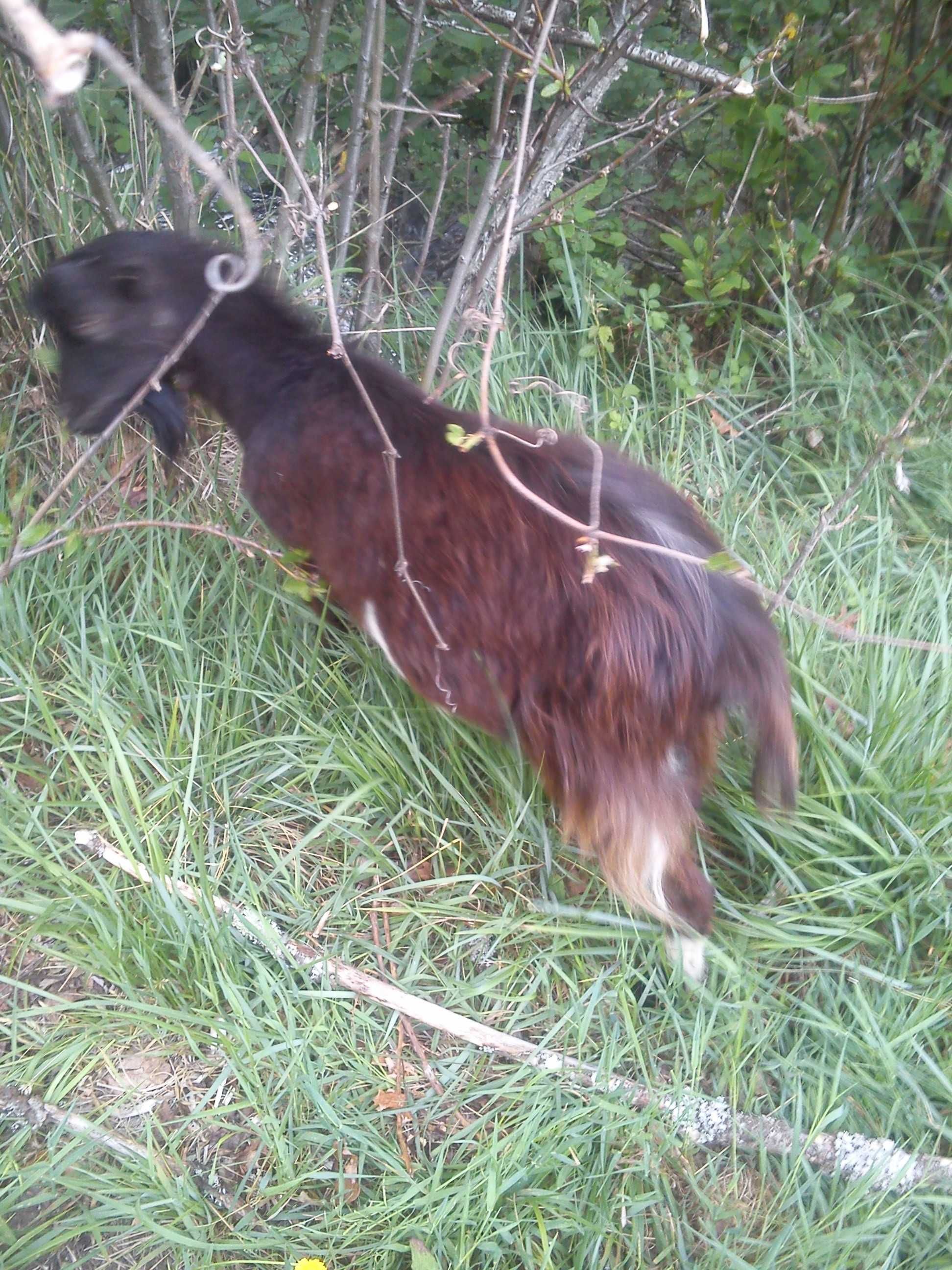 Lote de 6 bodes para despachar já a bom preço.