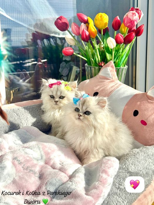 Kotka Perska z Rodowodem i Chipem Gotowa do odbioru