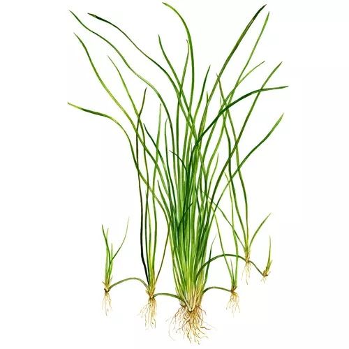 Vallisneria nana Nurzaniec niski Trawka Najmniejsza i najładniejsza