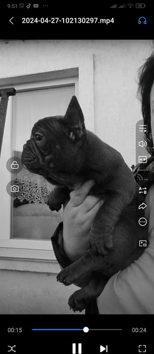 Шикардосні бульки чекають батьків