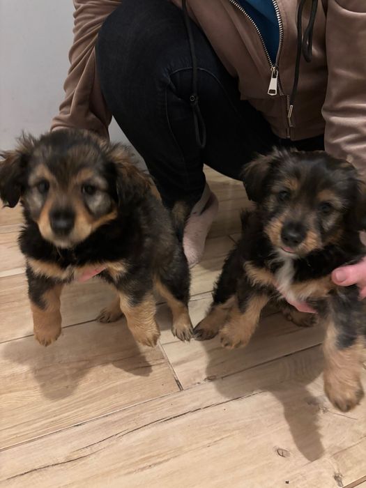 Szczeniaki do oddania