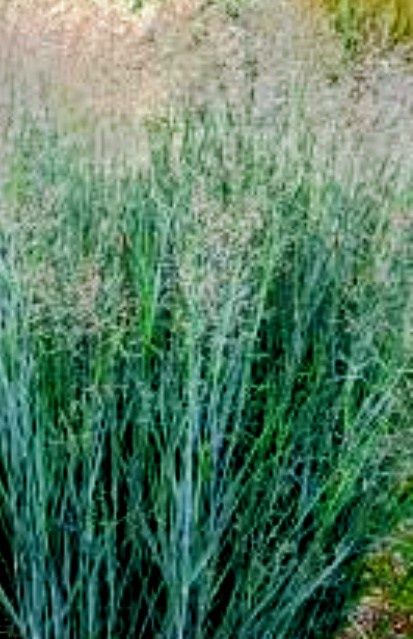 Злаковые растения