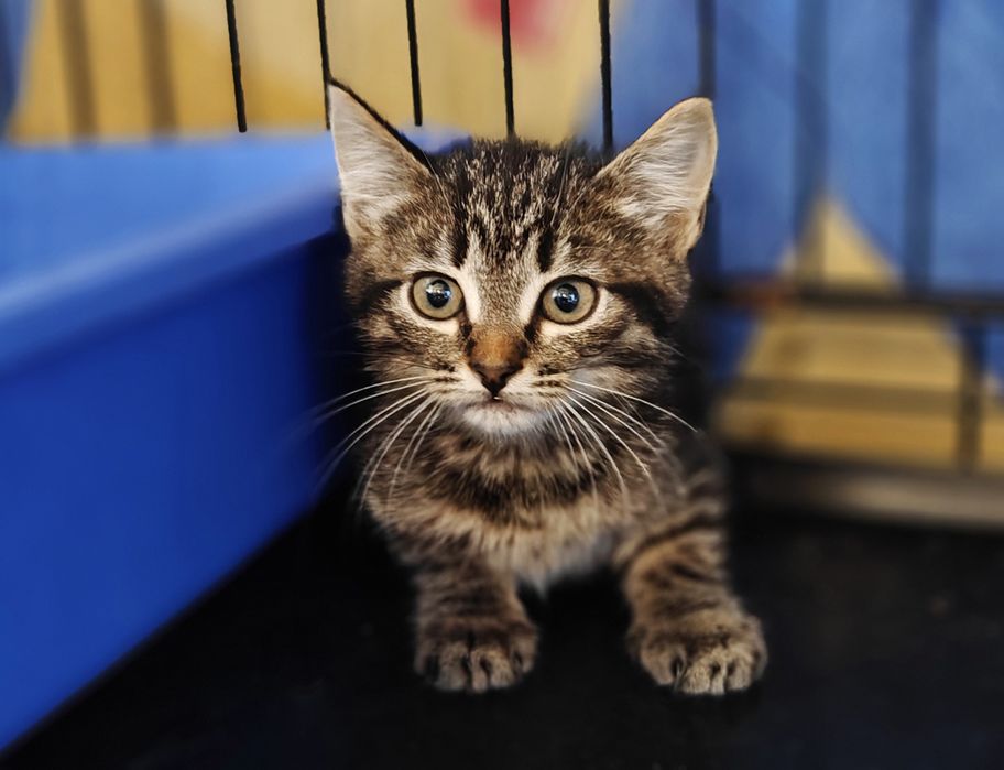 Табі кошеня Бося, 2 міс. Полосате кішечка, кішка.