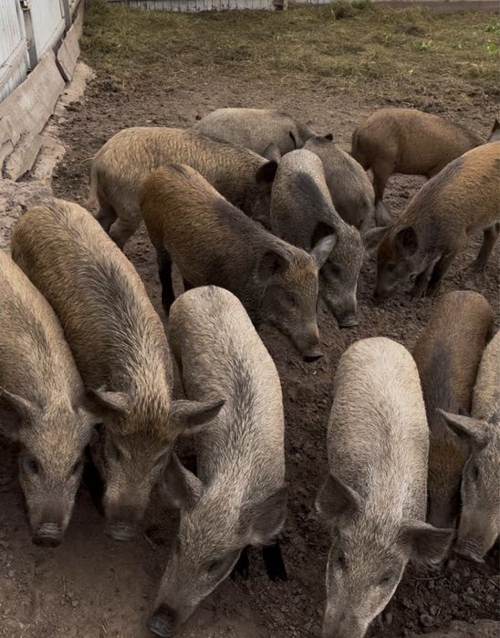 Продам фермерських кабанчиків