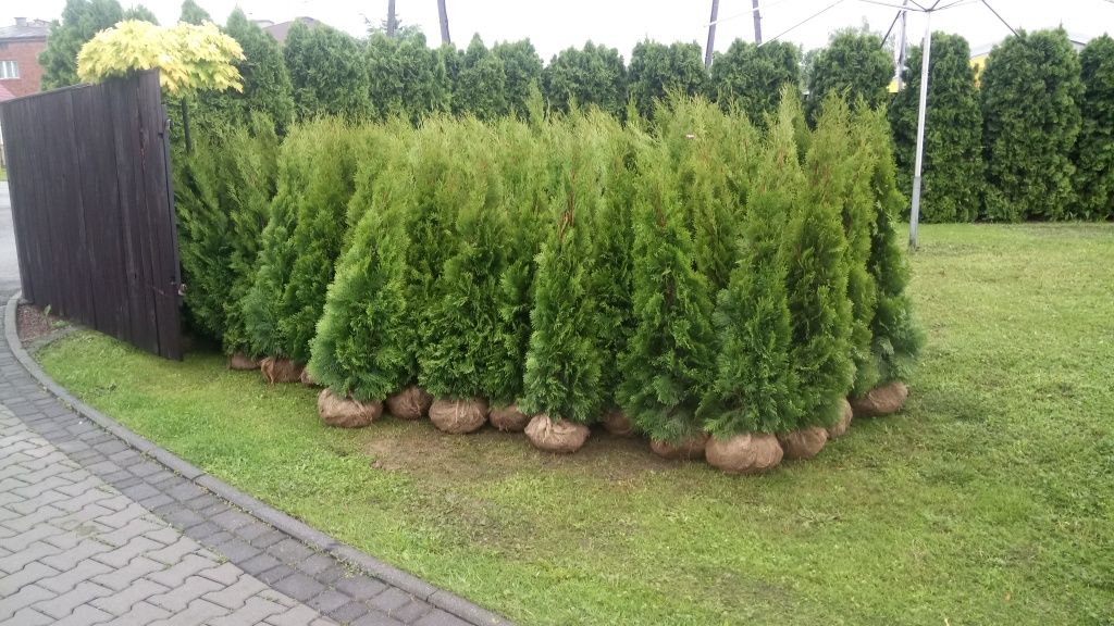 Tuja szmaragd 140-150cm (tuja tuje thuja thuje iglaki krzewy)