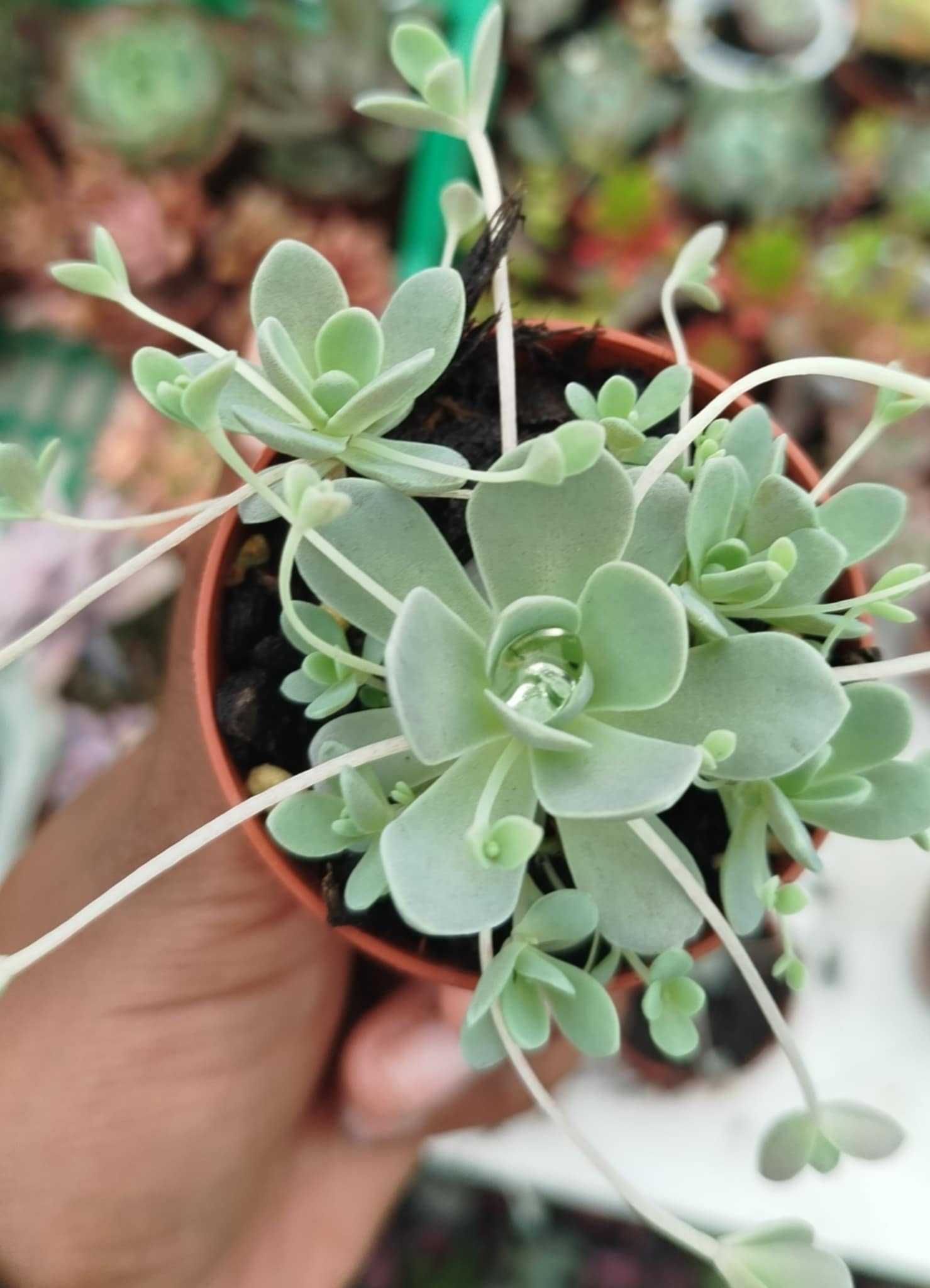 Suculentas raras de fácil cultivo