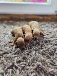 Bichpoo  maltipoo suczka f1b ciemne