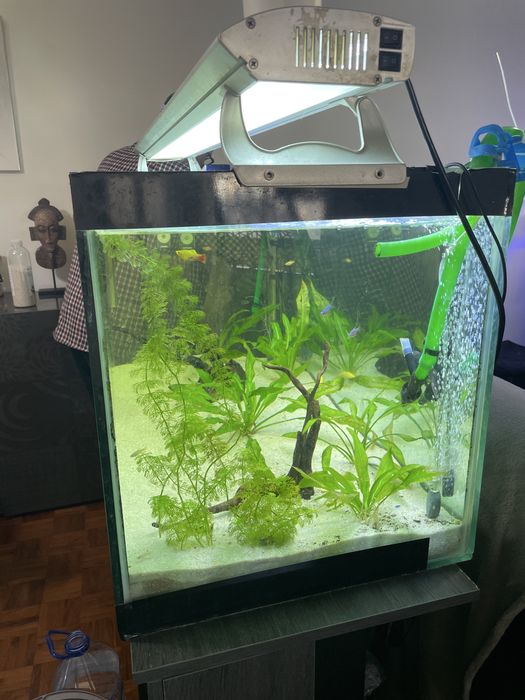 Aquario completo