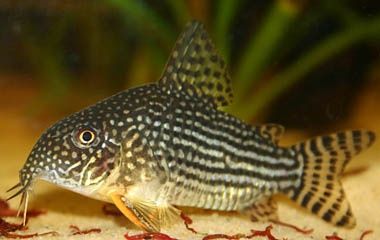 Kirys, kirysek corydoras sterbai, sterbi