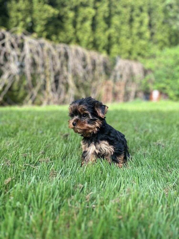 Malutka Sunia Yorkshire Terrier