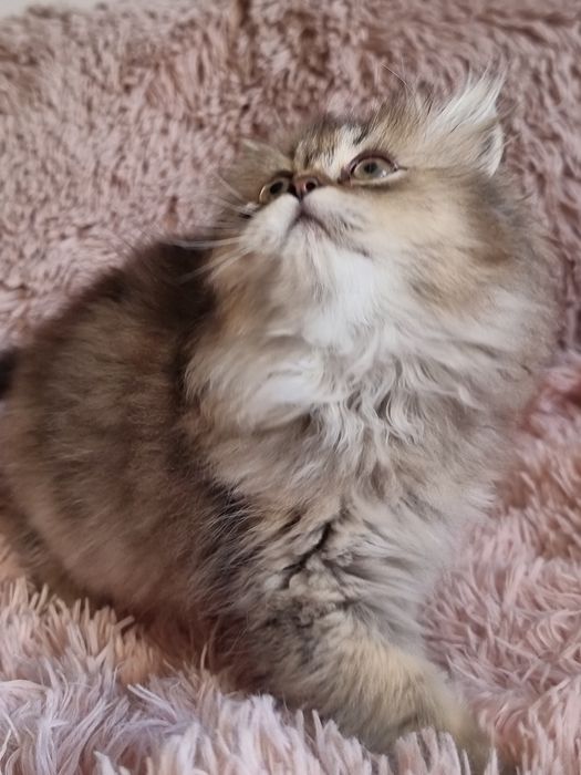 Kotka dziewczynka brytyjczyk