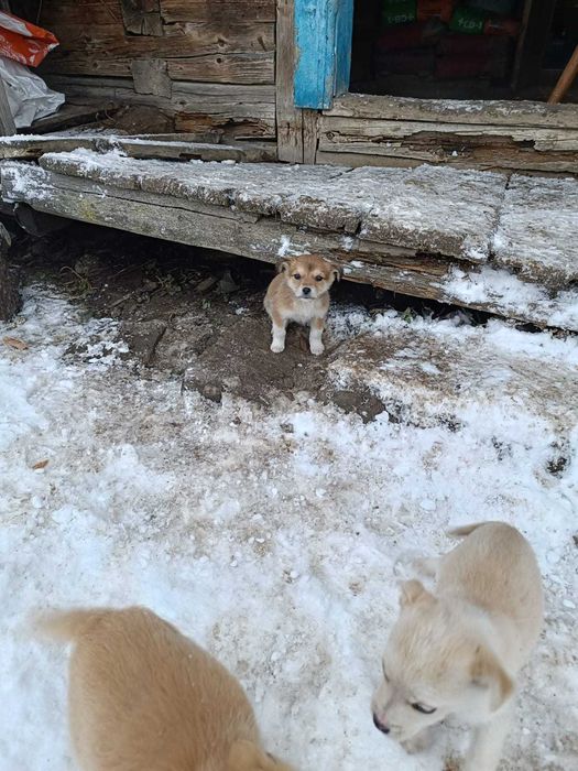 Віддам в добрі ручки . Безкоштовно. Цуценятка. Малі песики. Собаки