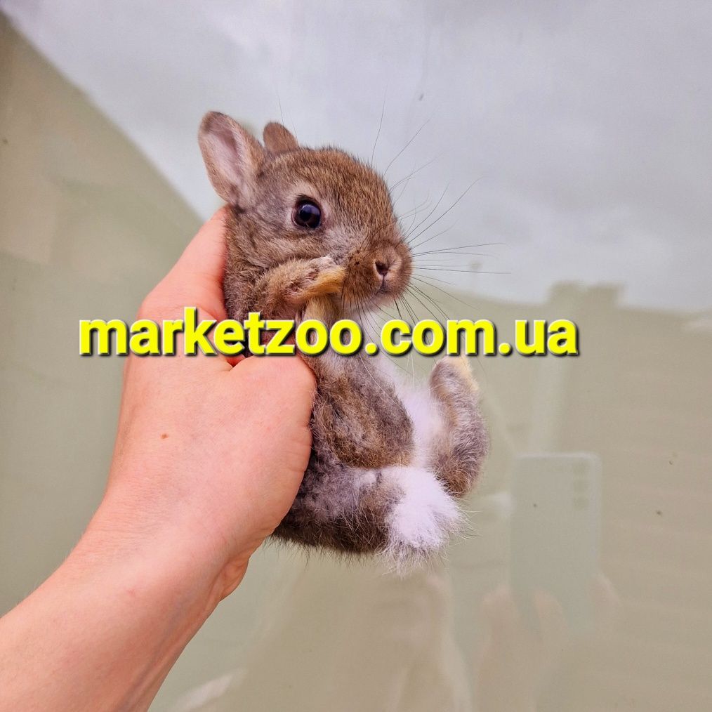 Минор мини кролик mini мiнi агутi агути самый маленький кролик