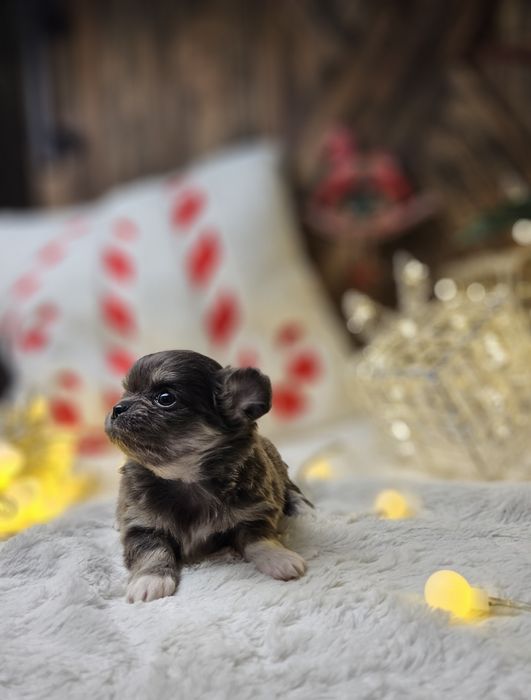 Chihuahua śliczna niebieska suczka