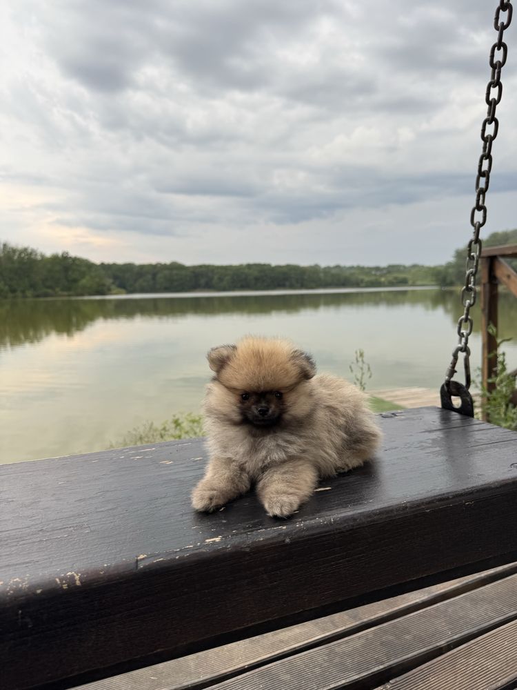 Міні хлопчик шпіц