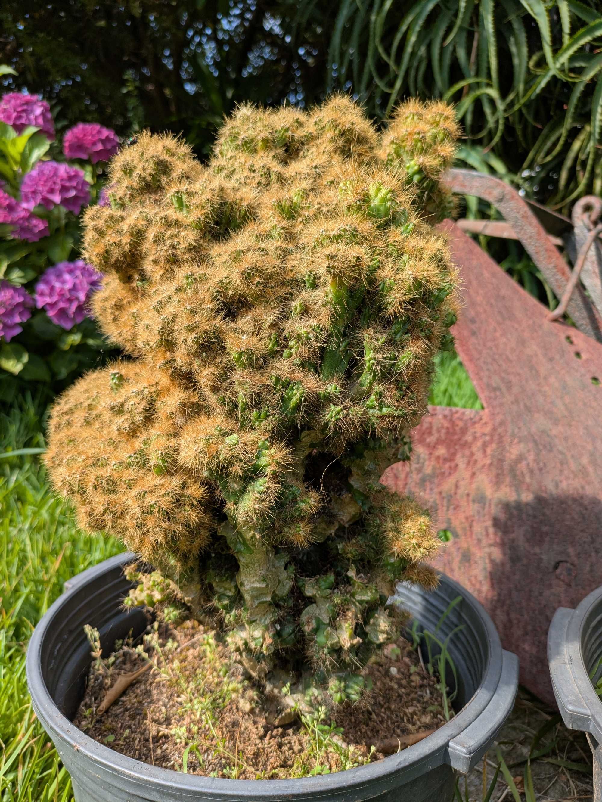 Três catos Cereus