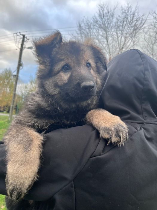 Owczarek Staroniemiecki