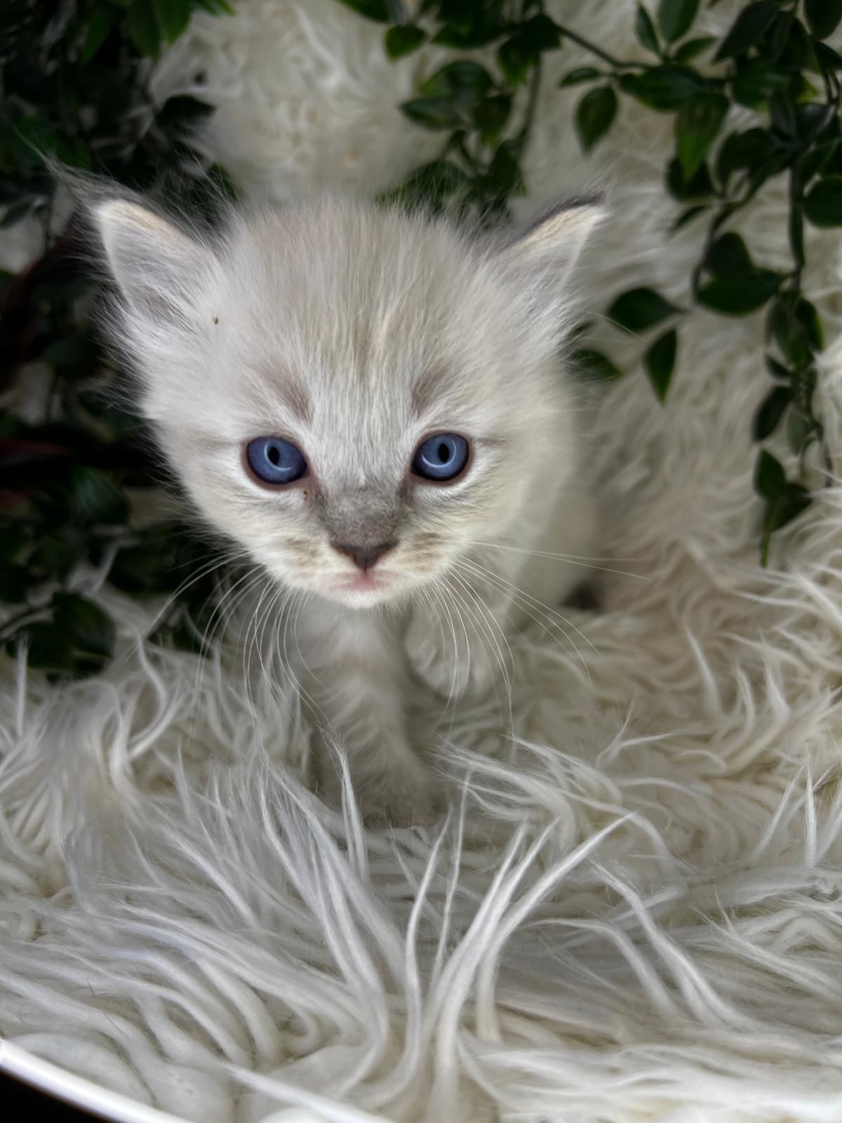 Kot Ragdoll Rezerwacja Rodowód Badania Genetyczne Wyprawka