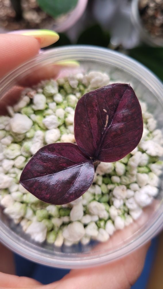 Zamioculcas / Zamiokulkas Raven Red Wine