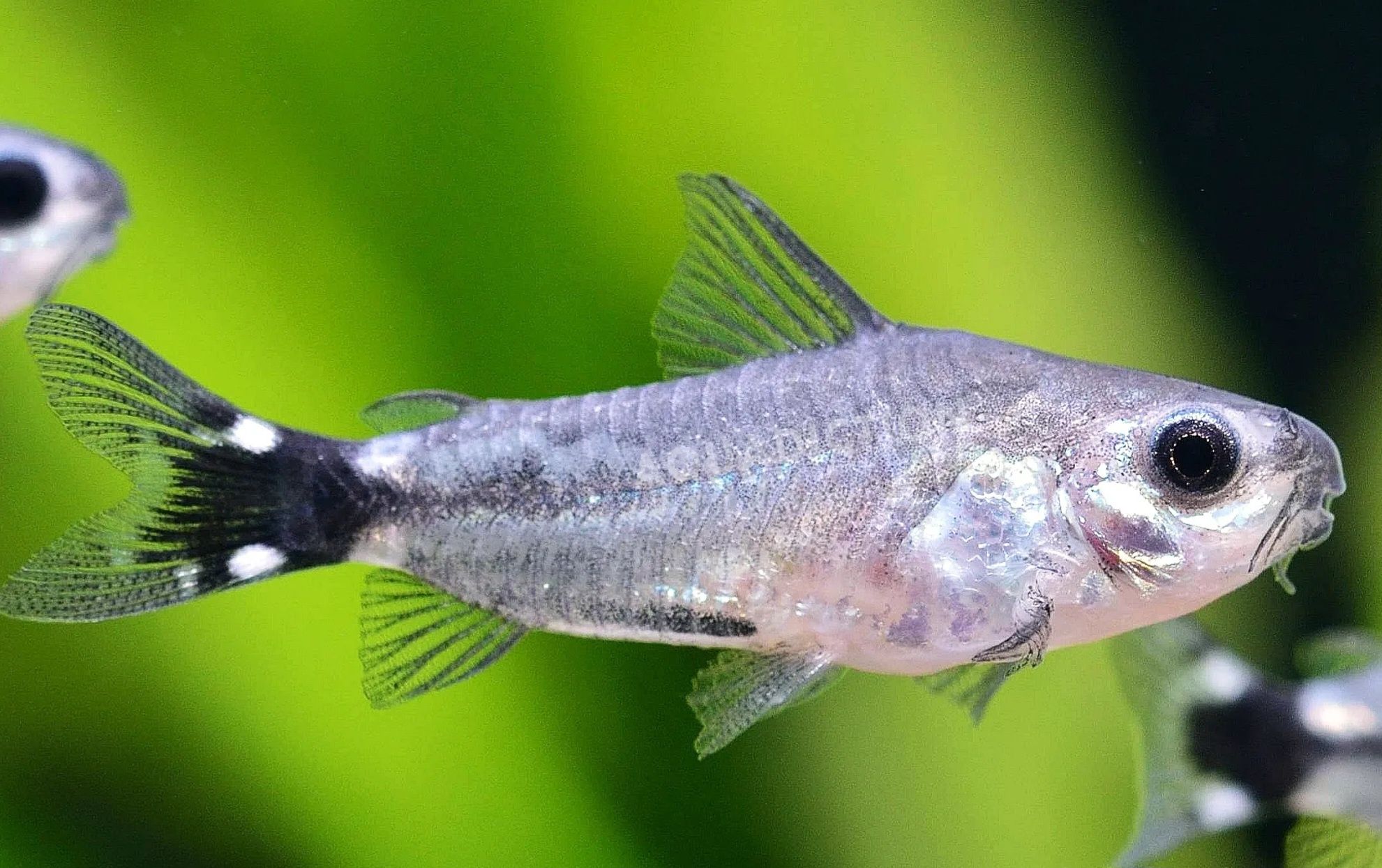 Kirysek Sierpoplamy (coryndoras hastatus) MASSON