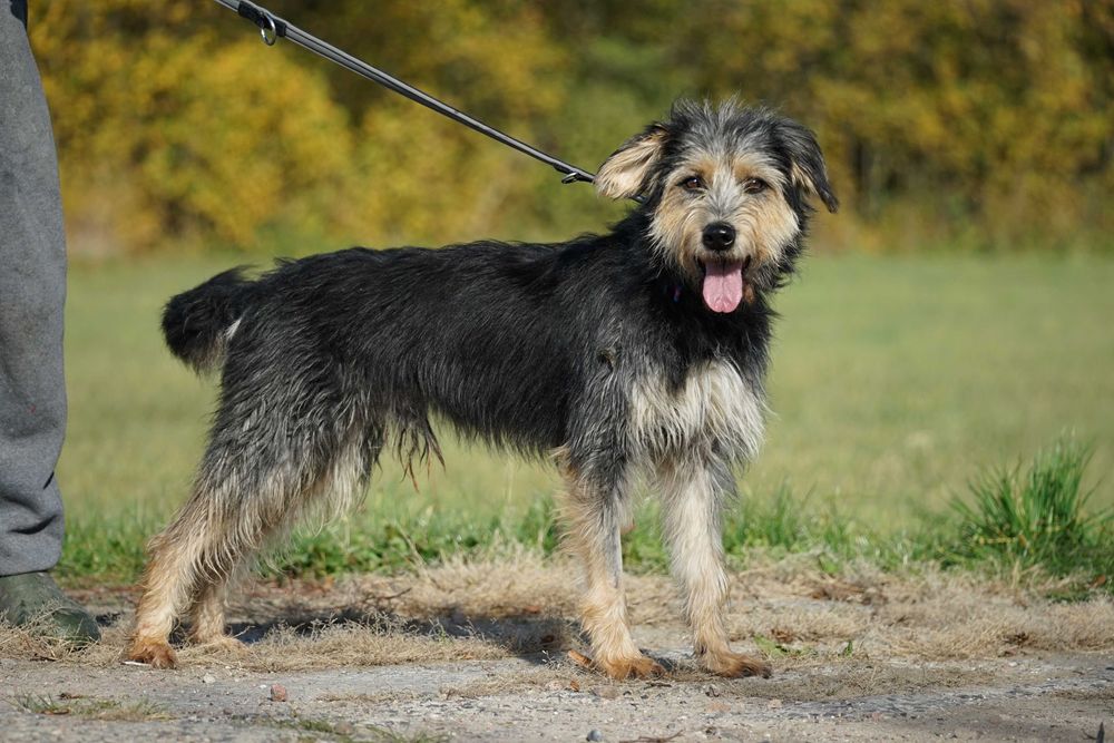 Hektor - przepiękny pies z włosem szuka domu