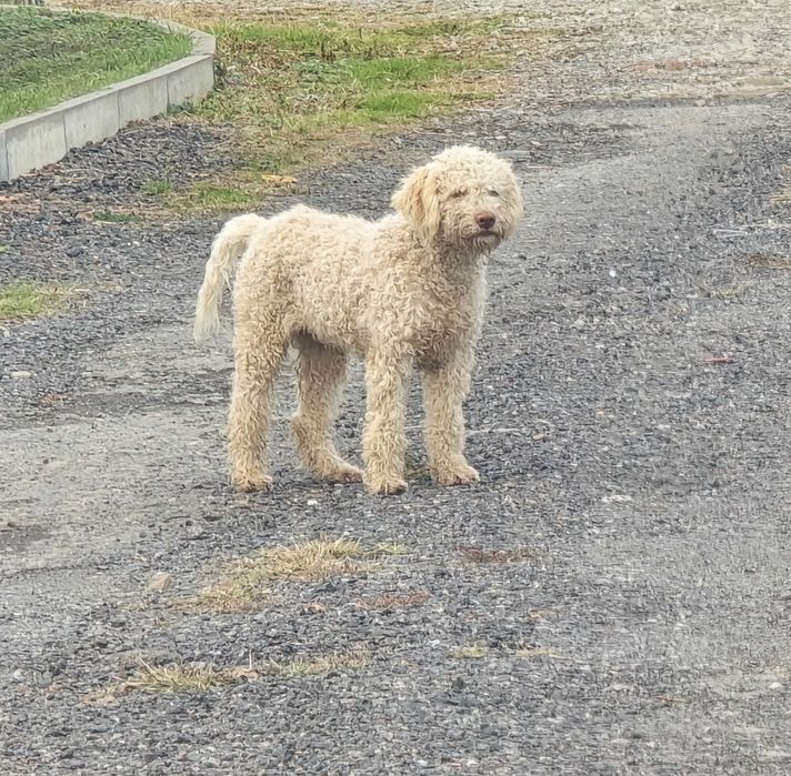 Lagotto romagnolo