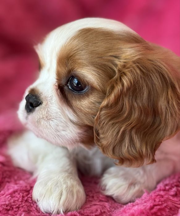 Sunia - Cavalier  King Charles Spaniel
