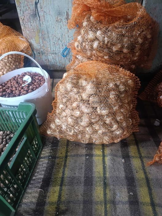 Krokus wiosenny mix kolor