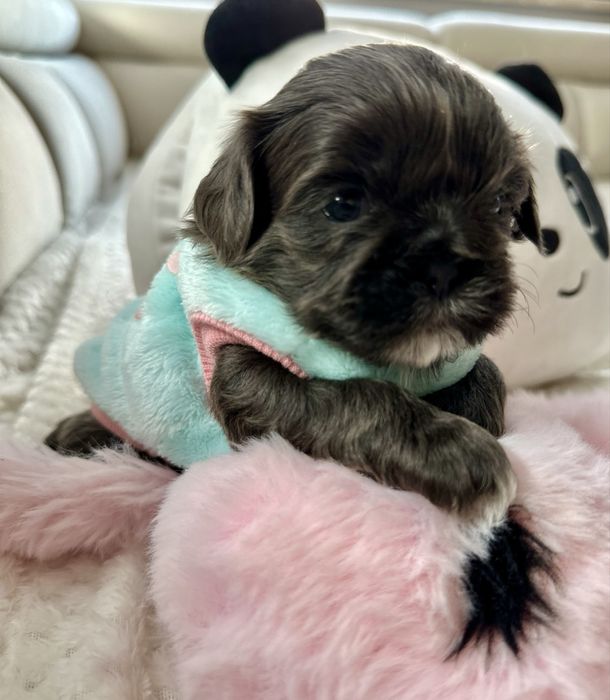 Shih Tzu niebieski Keno