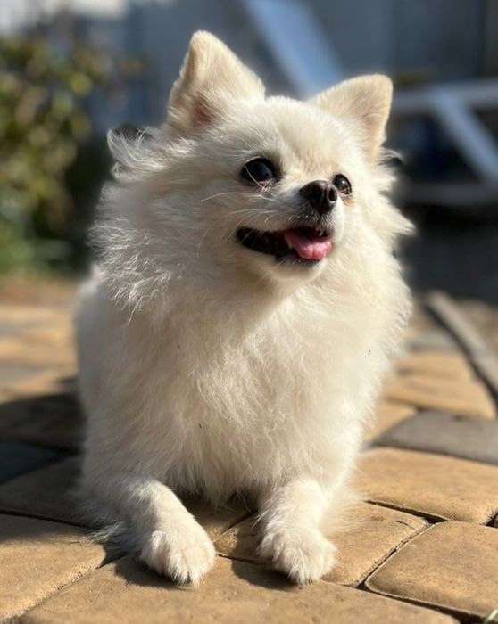 Девочка повязана шпиц продажа