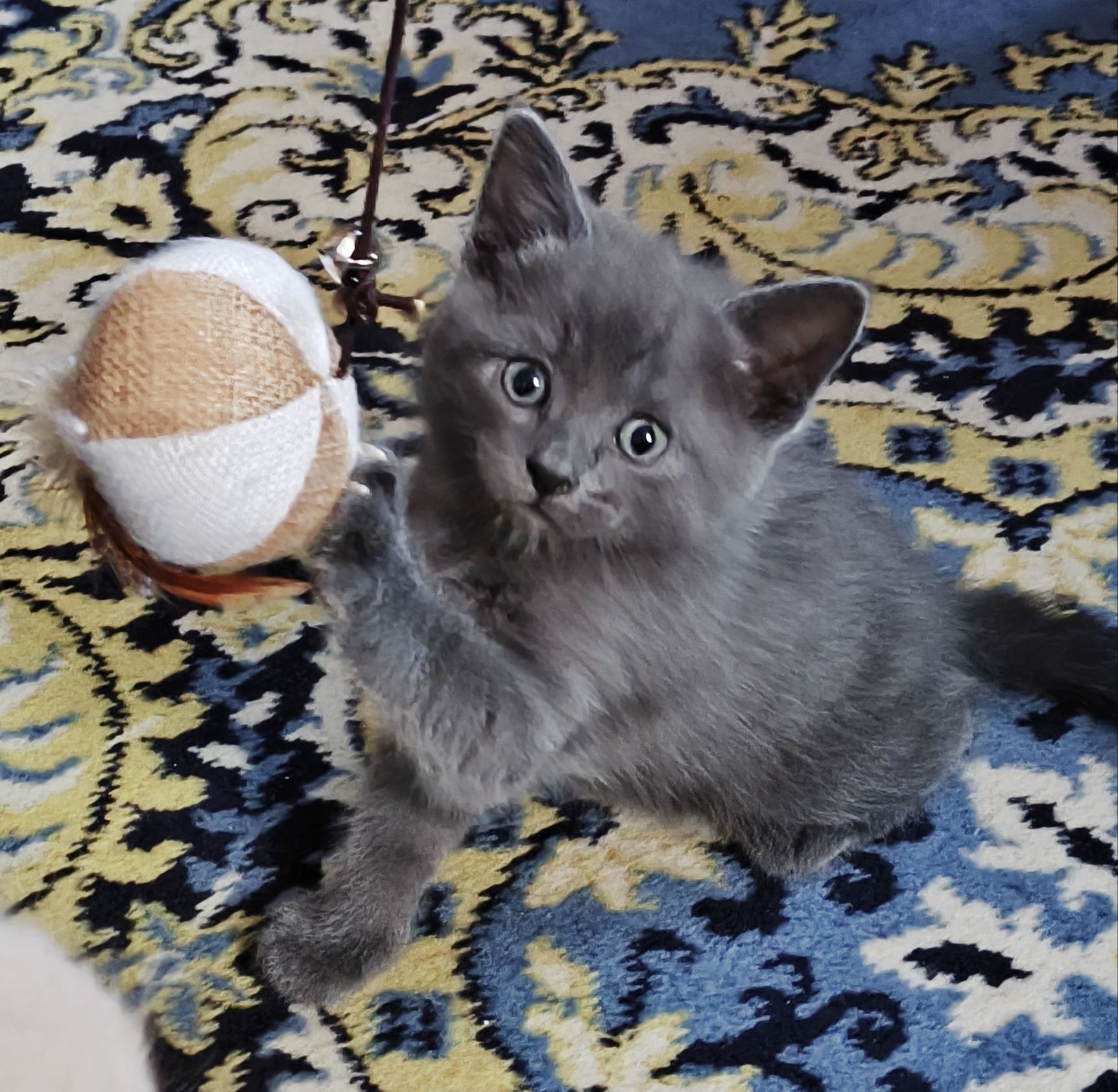 Сіреньке кошенятко