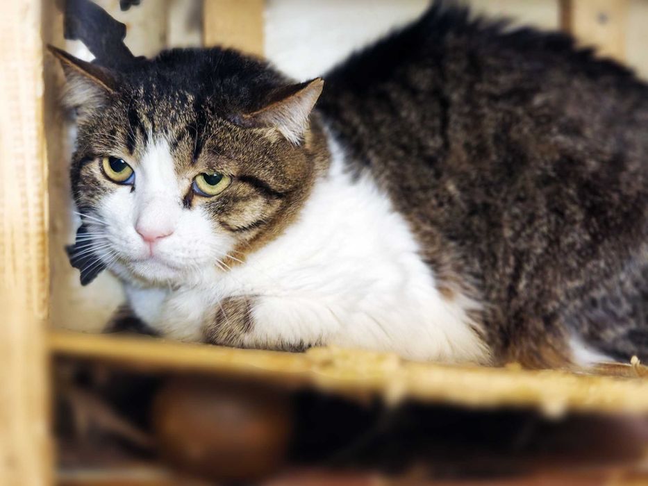 Менні, 2 роки — кругломордий ніжний кіт шукає дім (кастрований)