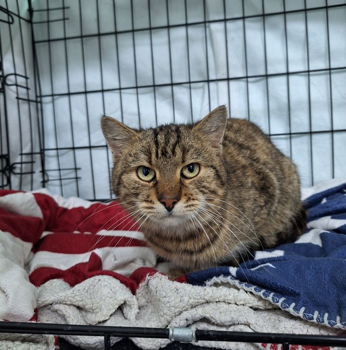 Kotka do PILNEJ adopcji