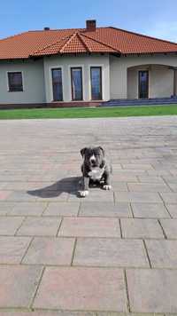 Amstaff American Staffordshire Terrier