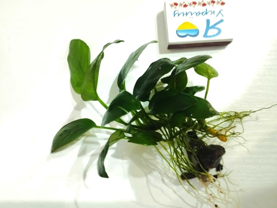 Растение для аквариума. Анубиас (Anubias).