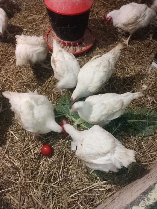 Kurczak ze wsi ,kura rosołowa,  brojler, mięso z kury, tuszka