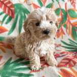 ~~maltipoo piesek~~