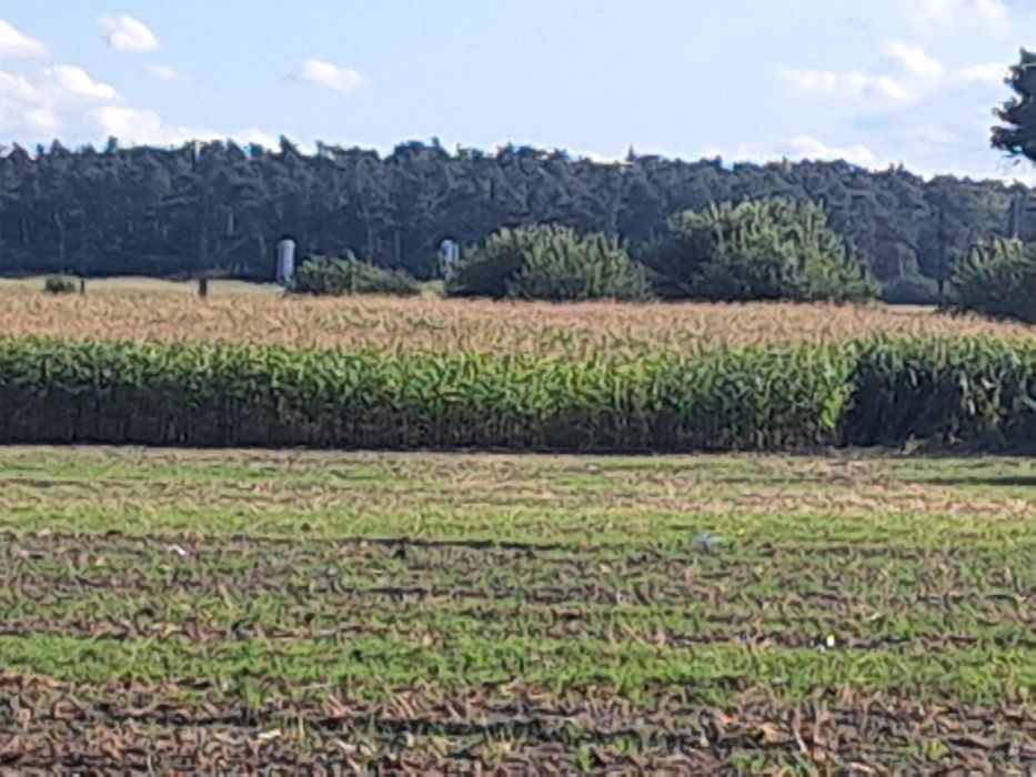 Sprzedam kukrydze na kiszanke