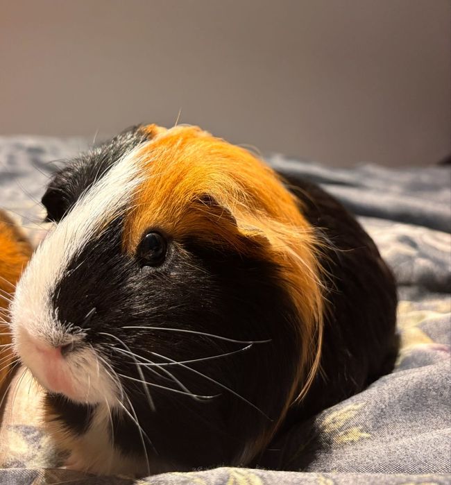 Zdrowy chłopiec. Sprzedam również klatkę.